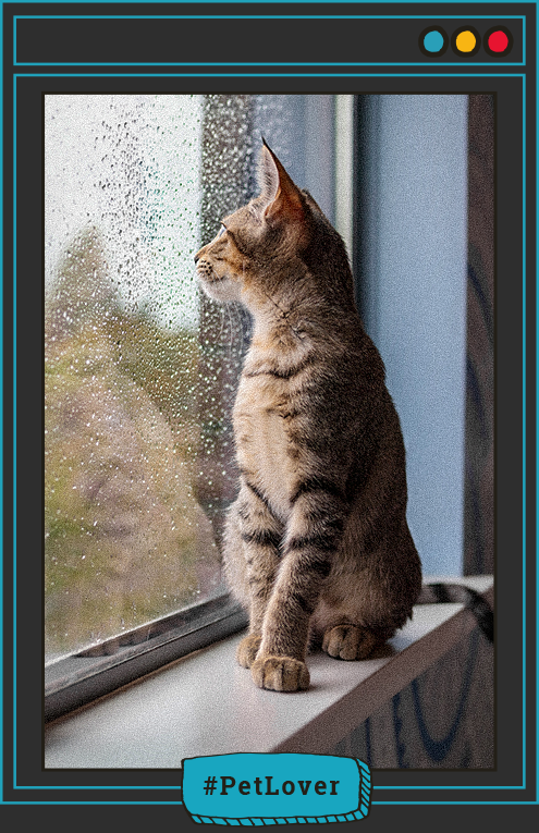 cómo saber si los cambios afectan a mi gato